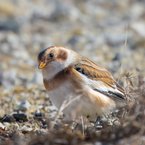 Female Snow Bunting