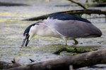Black-crowned Night Heron