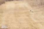 Horned Larks