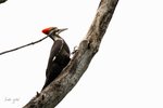 Pileated Woodpecker
