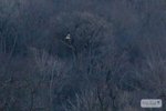Short-eared Owl