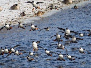 Common Goldeneyes