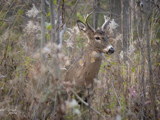 Young White-tailed Deer Buck