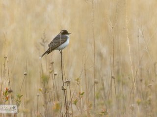 Eastern Kingbird