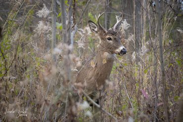 Young White-tailed Deer Buck