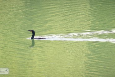 Double-crested Cormorant