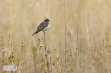 Eastern Kingbird