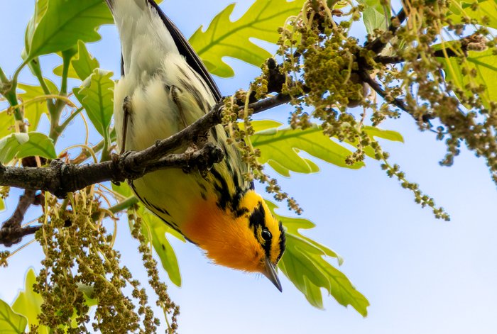 Blackburnian Warbler