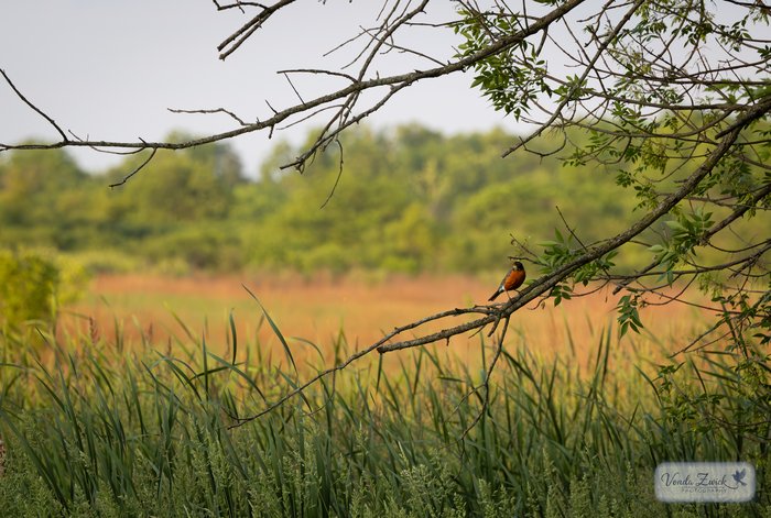 American Robin