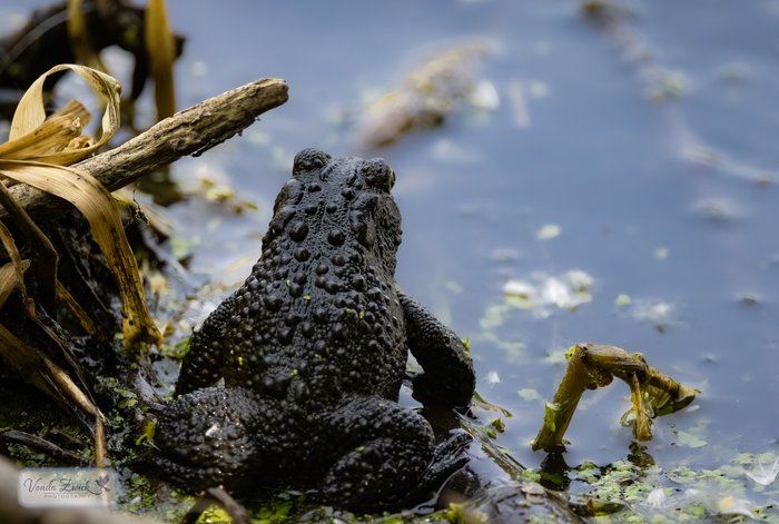 American Toad