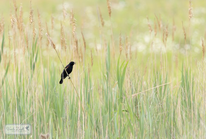 Red-winged Blackbird