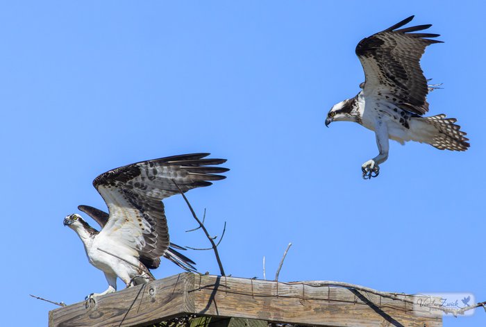Osprey Pair 