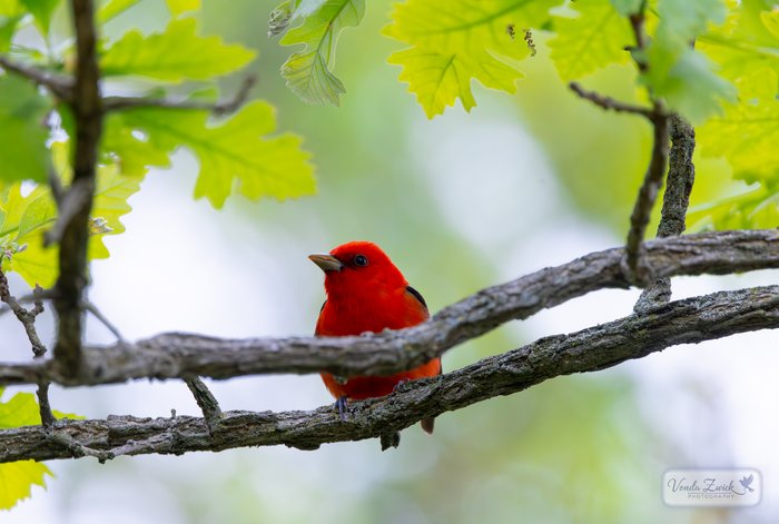 Scarlet Tanager