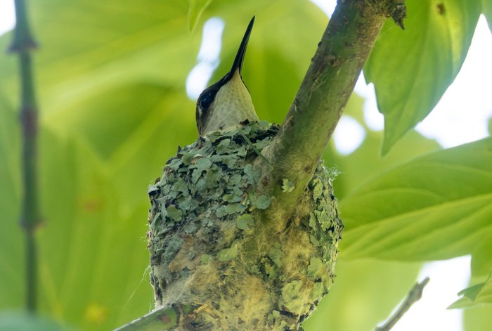 Ruby-throated Hummingbird