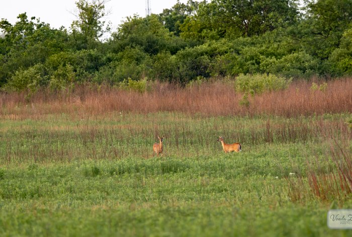 White-tailed Deer
