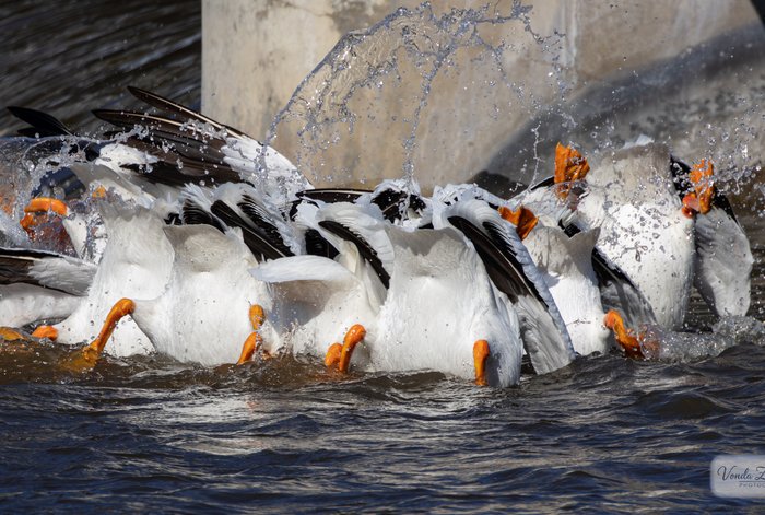 American White Pelicans