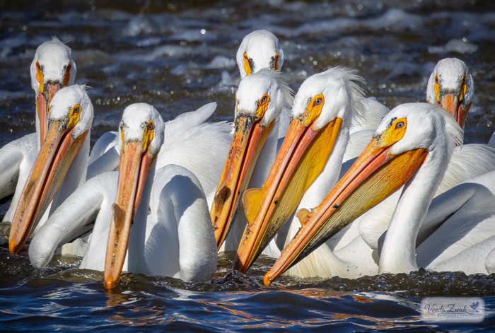 American White Pelicans
