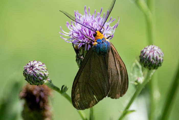 Virginia Ctenucha