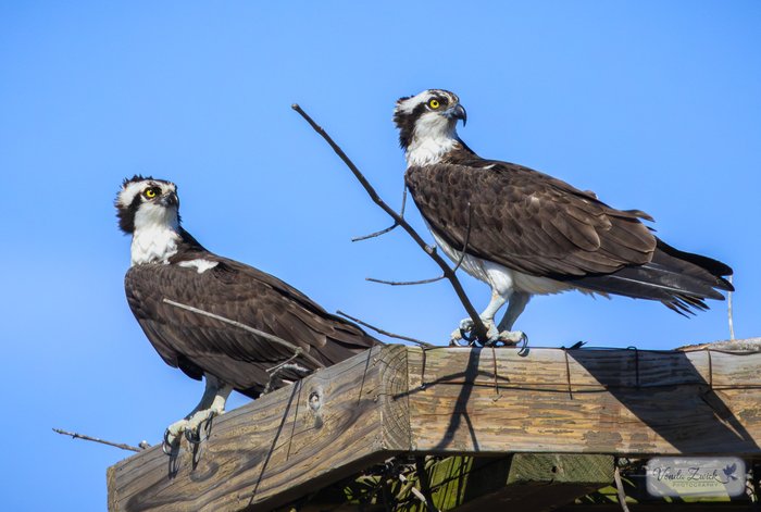 Osprey Pair