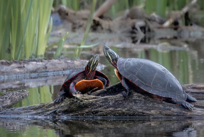 Painted Turtles