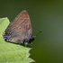 Banded Hairstreak