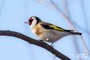 European Goldfinch