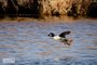 Common Goldeneye