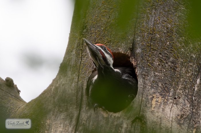 Pileated Woodpecker Nestling