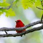 Scarlet Tanager