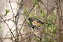 Spotted Towhee