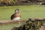 American Wigeon