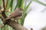 Northern Waterthrush