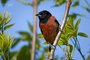 Orchard Oriole
