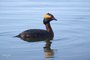 Horned Grebe