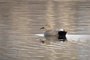 Gadwall