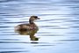 Pied-billed Grebe