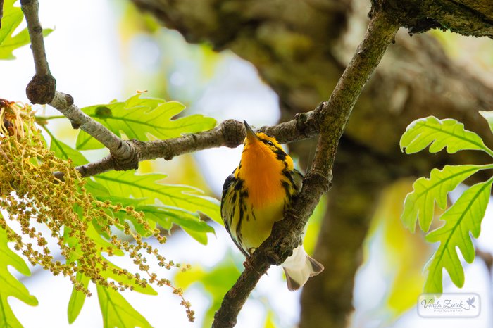 Blackburnian Warbler