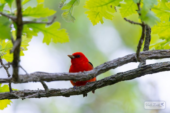 Scarlet Tanager