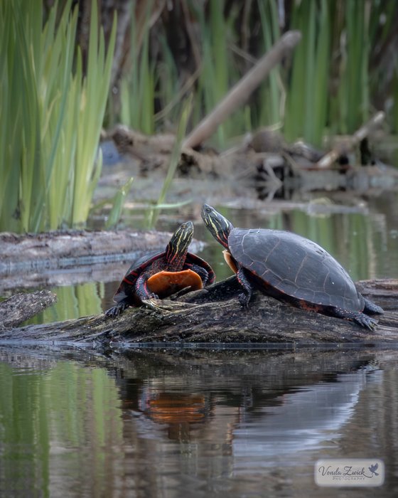 Painted Turtles