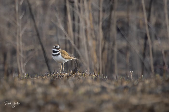 Killdeer