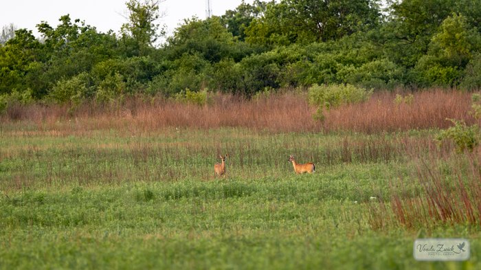 White-tailed Deer