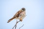American Kestrel