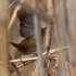 Sedge Wren