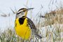 Eastern Meadowlark