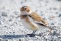 Female Snow Bunting