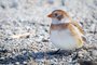 Female Snow Bunting