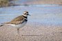 Killdeer