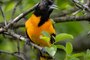Baltimore Oriole