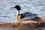 Red-breasted Merganser
