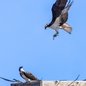 Ospreys